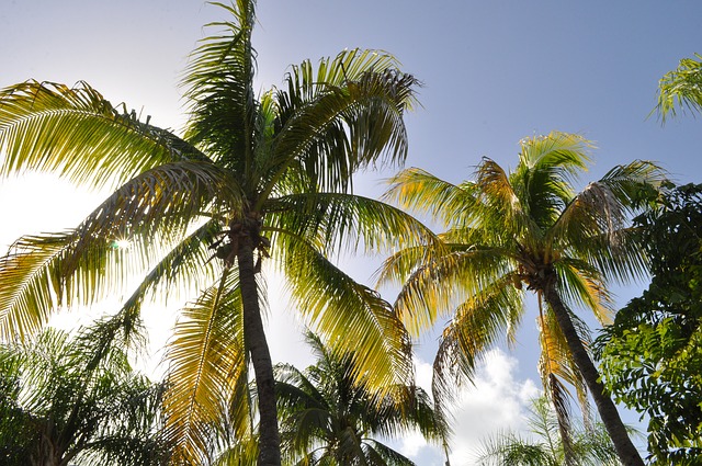 Préparer votre déménagement à la Guadeloupe